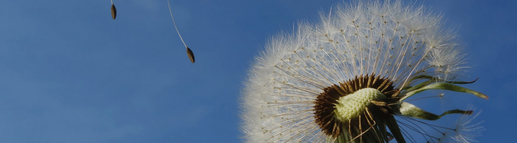 BOB集团有限公司·(中国)